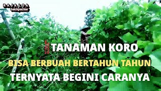 Petualang | INI CARA AGAR TANAMAN KORO BISA BERBUAH BERTAHUN TAHUN (28/10/21) RAJA LOA backpacker