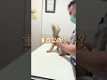 咳をするトイプードル🐶ゴッドハンドで治します!#shorts