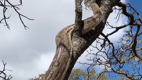 THE LARGEST SNAKE IN AFRICA!