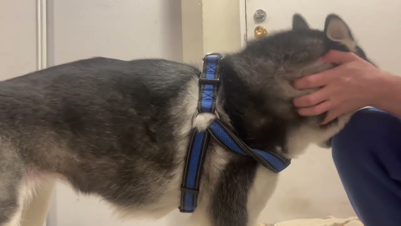 HOW TO PUT A HARNESS ON A DOG (HUSKY!!!) YouTube