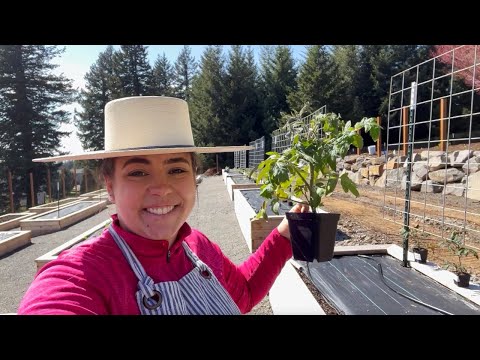 Vídeo: Paul Robeson Tomato Care - Més informació sobre el cultiu de Paul Robeson Tomatoes