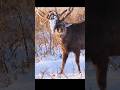Hunters Spotted a Deer Eating — Then Everything Changed!#wildlife #shorts #hunting #animals #africa