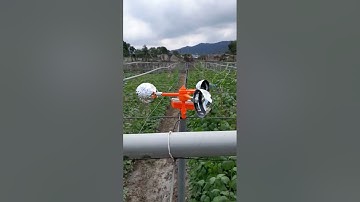 bird scarer in my beans plant #viral #trending #shorts