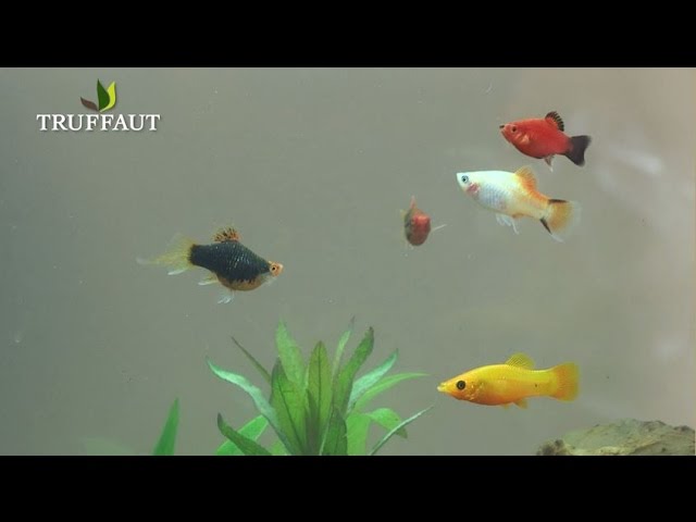 Quels poissons pour mon aquarium ? - Blog
