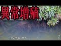 沖縄の川で異常に増えすぎた外来魚を捕獲する方法が…