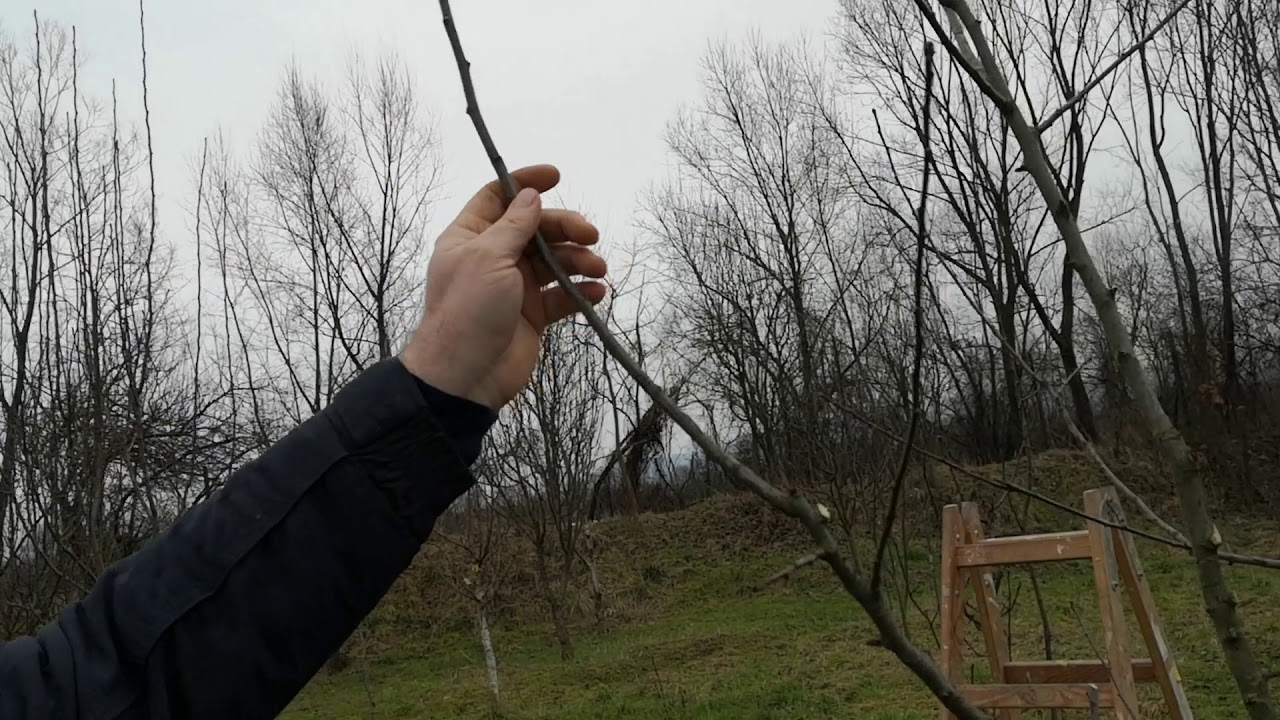 CUM SE CURATA CORECT POMII FRUCTIFERI