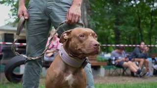 Shalinas Jonni Best Star. Tom Garners Den Cup 2019.