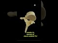 Thoracic vertebra( Atypical )#explore #anatomy#medical#viralvideo#3danimation