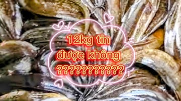 Săn bắt rừng tràm U Minh Thượng tập 52: Bà cậu đãi câu cá trê vàng