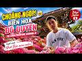 Choáng ngợp trước biển hoa đỗ quyên tại chùa Shiofune Kannon ji Tuyệt cảnh Nhật Bản mùa xuân!