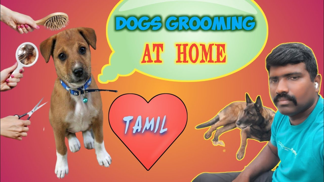 How to dogs grooming benifitsdog grooming at homedogslover YouTube