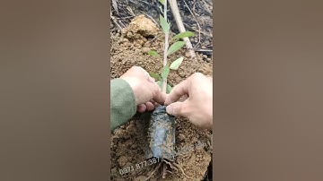 kỹ thuật trồng quế có bón lót NPK | nhà vườn chung lai