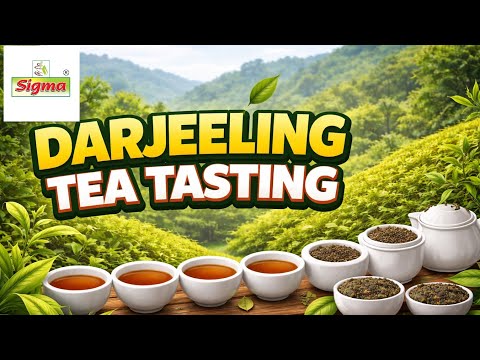 Darjeeling Tea Testing sale no 15 ❤️ 💙 💜 🍵 ☕️ 🫖 👏 😎 👌 👍 🙌 😀 👏 