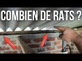 Comment se débarrasser des RATS dans une remise ? (Partie 2/2)
