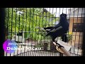 Semua Kacer Dijamin Langsung Gacor Dan Emosi Dengan Pancingan Khas Kacer Ini Mp3 - Mp4 Download