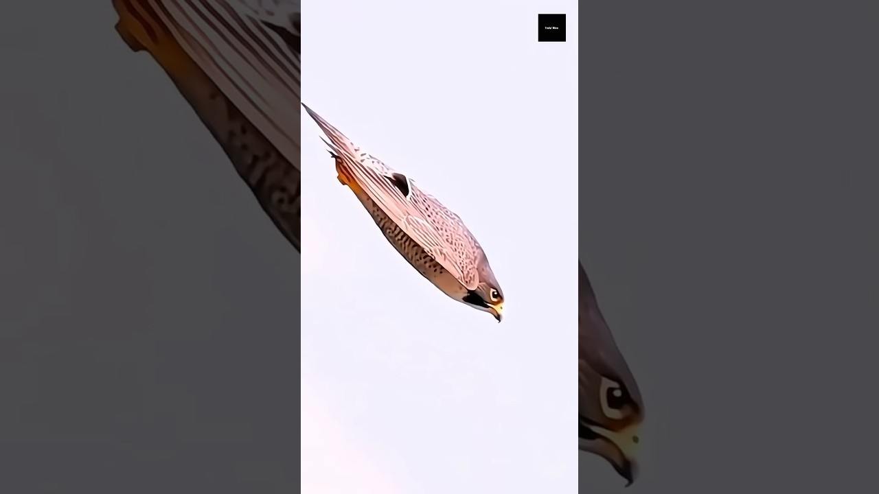 Peregrine Falcon: Killer of the Sky 😱 