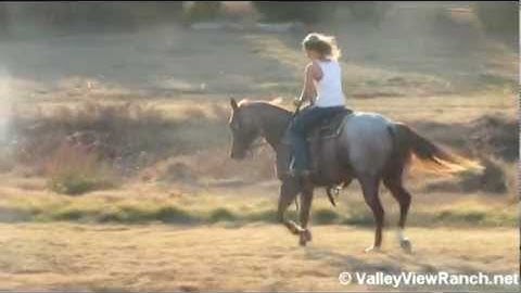 Peptos Lil Pop   ***For info, price, etc., go to our website***  Valley View Ranch