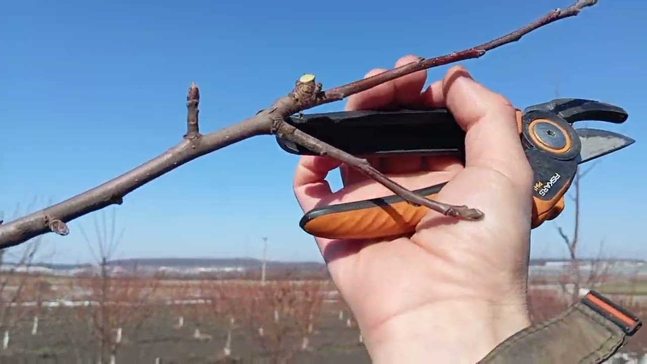 Як обрізати яблуню вдома? 🍎 Не професійна обрізка! ✂️