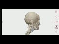 Esqueleto Axial : Generalidades