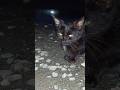 Little black kitten 🐈 got its feet wet / Маленький чёрный котёнок 🐱 промочил ножки #kitten #cat