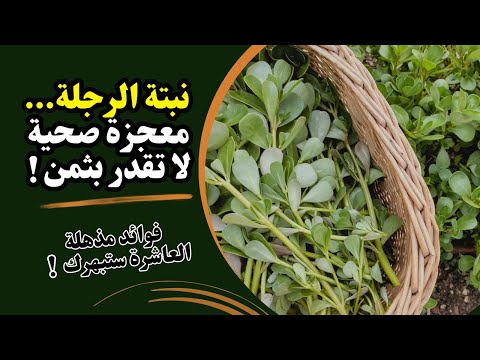 فوائد البقلة أو الرجلة غذاء خارق لتنظيف الكبد وحماية القلب وتنظيم السكر