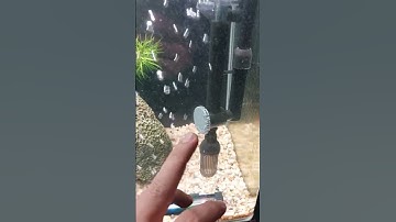 Cách sử dụng lọc treo XPL-300 cho bể cá #shorts