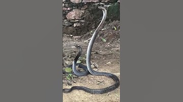 Nagin😡 🔥🤔 #song #music #shorts #short #dance #vlog #video #video #shortvideo #youtube #trending #dj