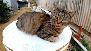 【今週のボツ動画】短い野良猫動画まとめて公開【猫の島に行きました】