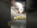 #viralvideo #catlover #cat #kucing #kucinglucu