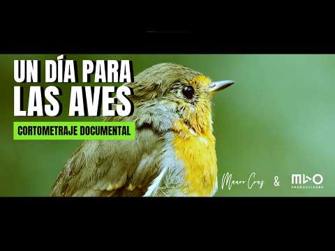Un día para las aves