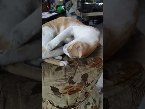 Max trying to get attention # acting sleep #feeling #cat #cute #funny# viral short # trending