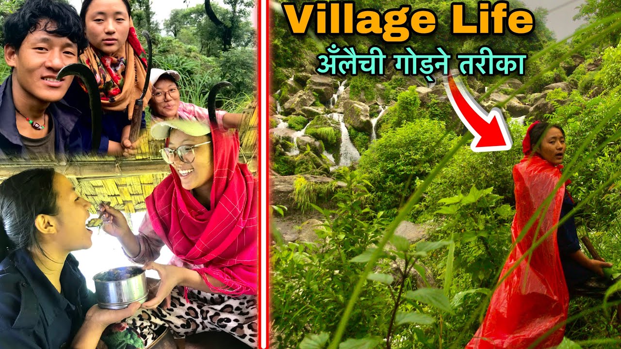 Cardamom Farming in Nepali Village ! Alaiche Farming in Nepal