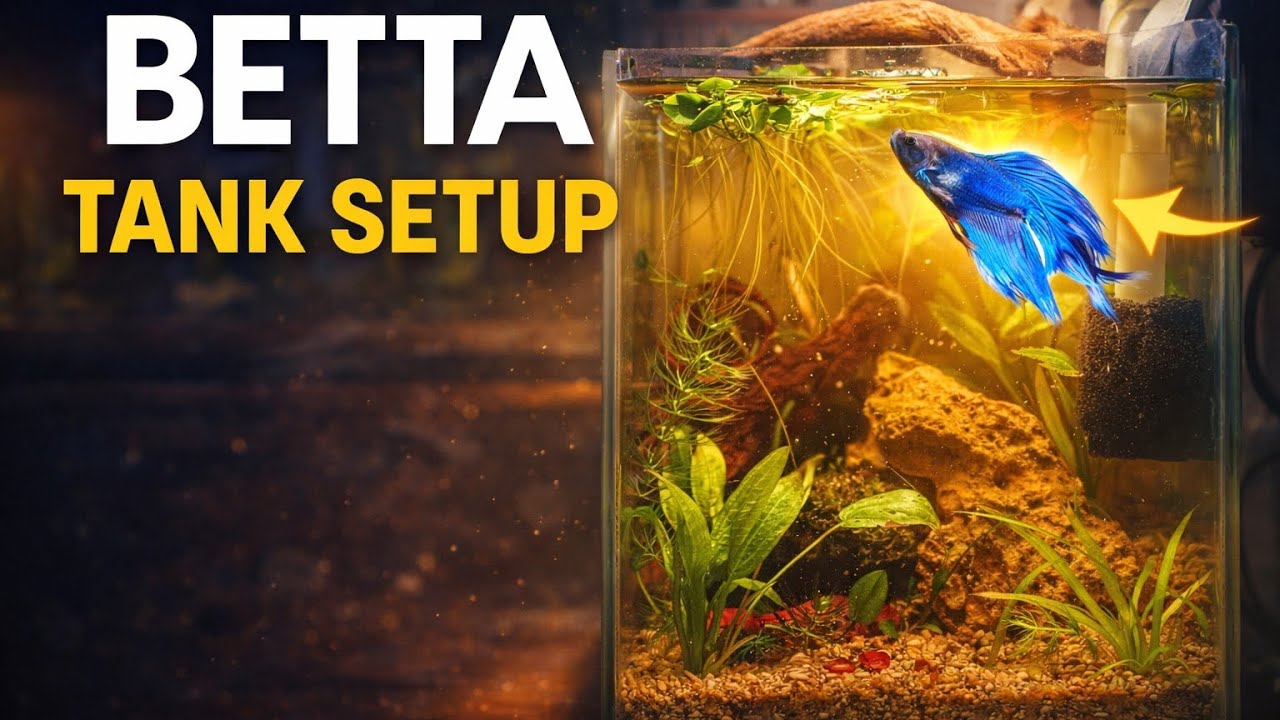 Betta Tank setup 