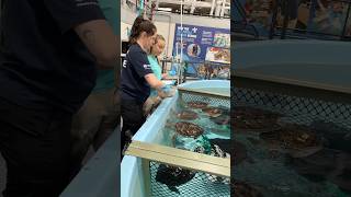 Feeding green sea turtles 101 🐢