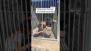 Trying to earn the trust of a scared rescue dog