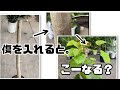 傷をつけると、そこから新芽🌱が出るって本当?