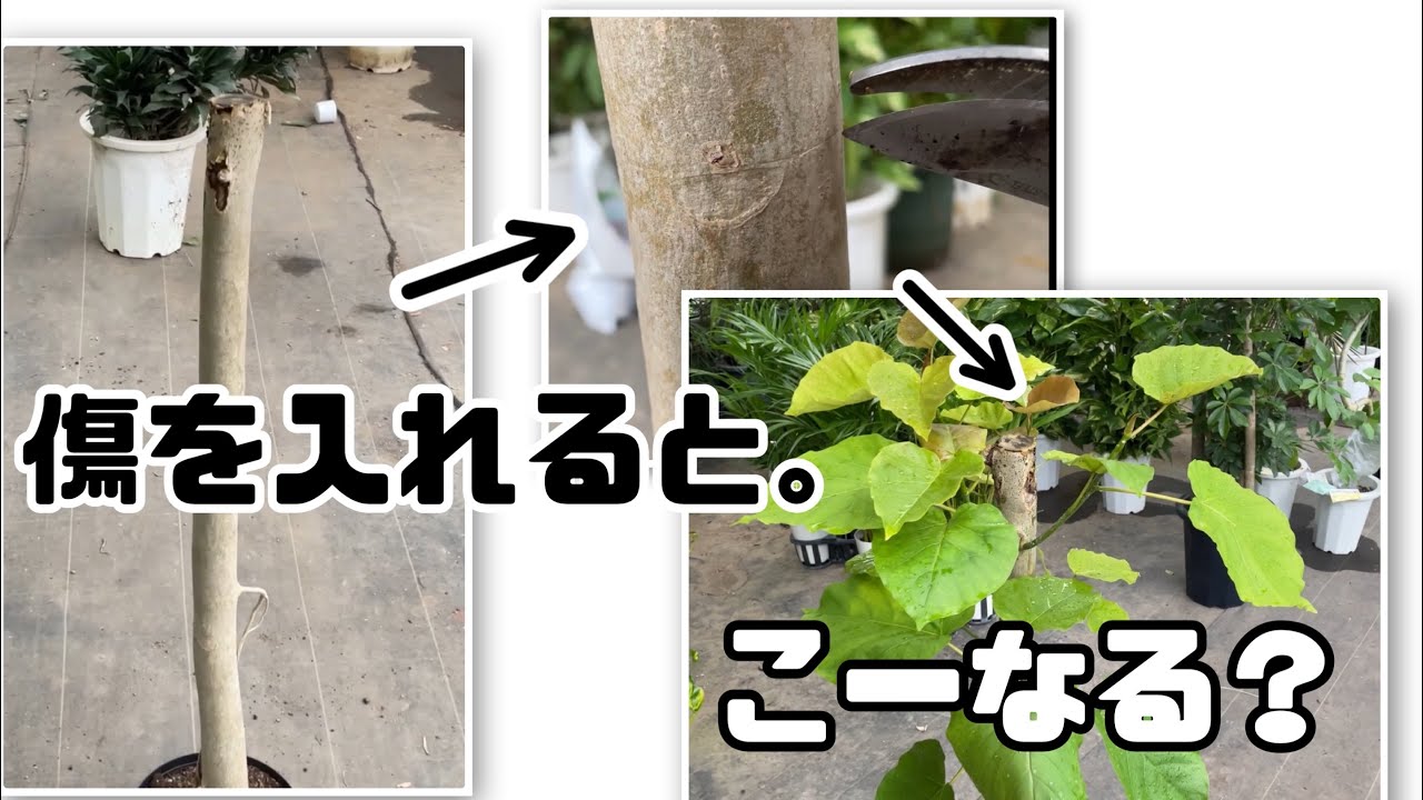 傷をつけると、そこから新芽🌱が出るって本当？ - YouTube