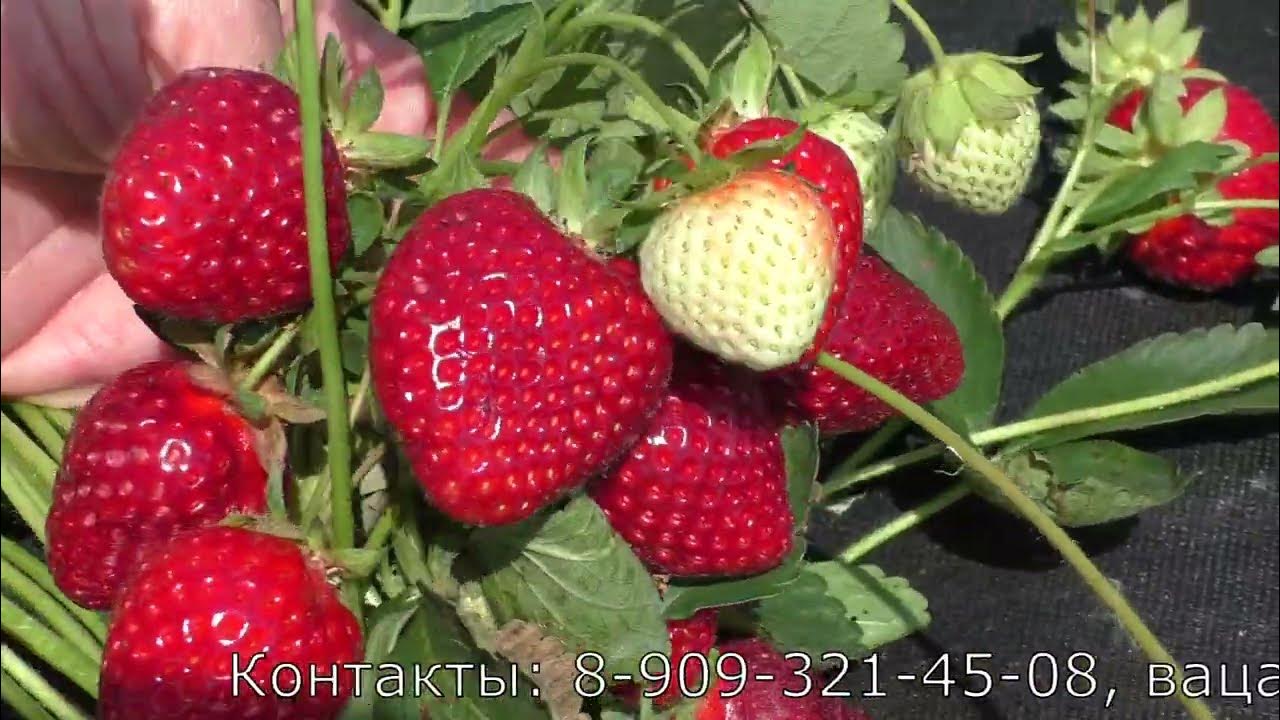Клубника свит энн описание сорта фото СП Фриго 2024 покупаем рассаду клубники Страница 612 Совместные покупки