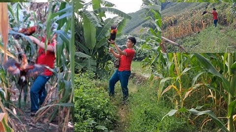 Gà rừng đi nương gặp nhau rất hay.qaib qus mus teb xib ntxib khav tiag tiag 