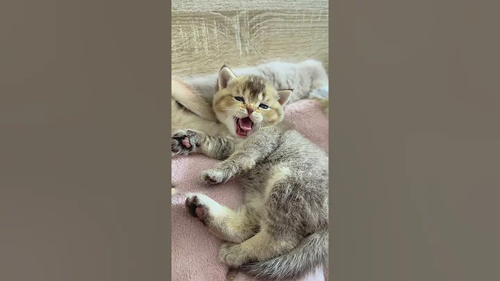 Watch the video about Cute kitten - cute its so cute #cat #kitten #cute