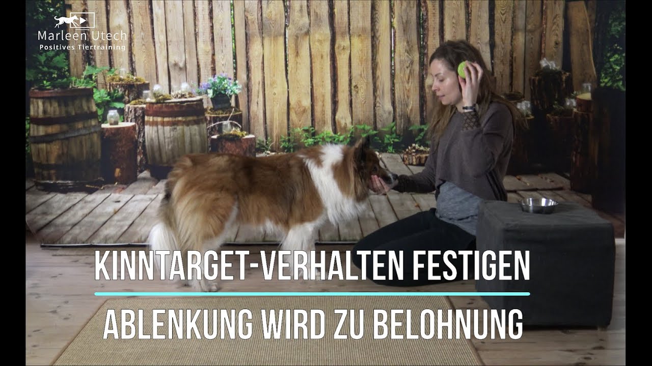 🐾Kinntarget unter Ablenkungen - Ablenkung wird zu Belohnung🐾
