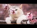 Secret Garden Songs   Весеннее настроение