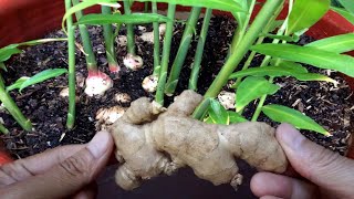 How To Grow Ginger Plant Indoors in Pot  Gardening Tips