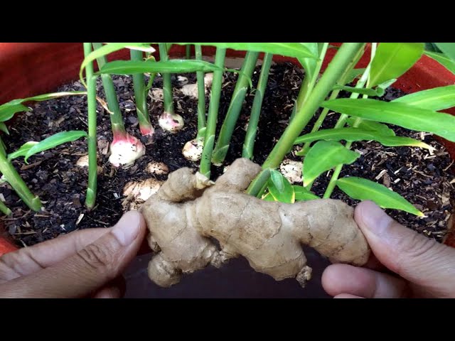 How to grow ginger with ginger from the store! 🫚🤩🌱 #ginger