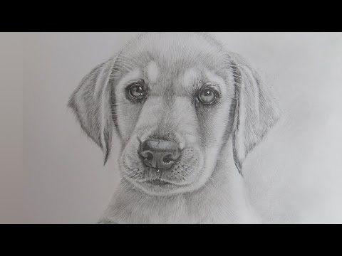 how-to-draw-a-realistic-puppy-dog-labrador-retriever