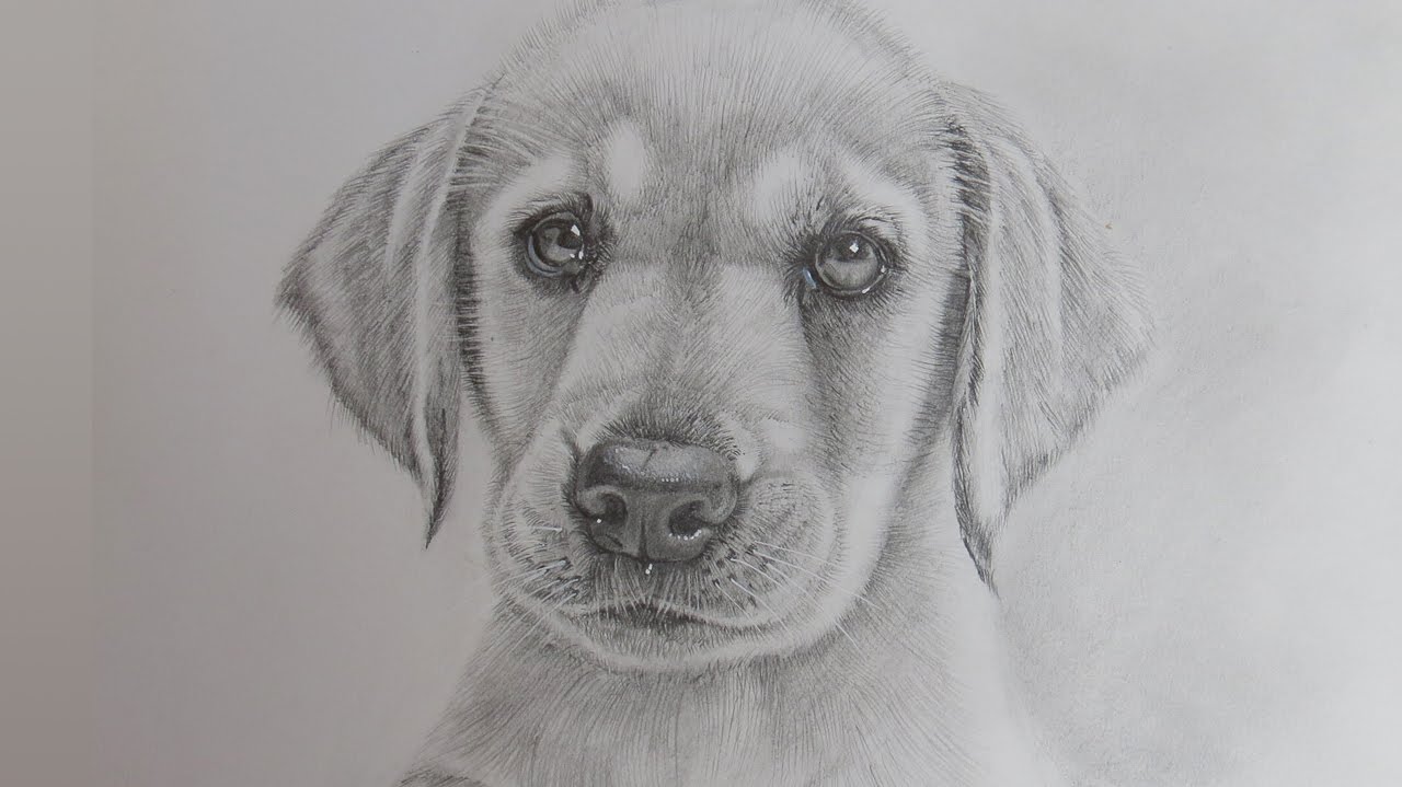 How to Draw a Realistic Puppy Dog Labrador Retriever - YouTube