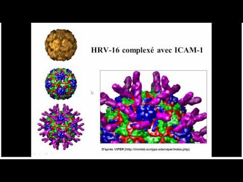 Vidéo: Interactions évolutives Entre L'hémagglutinine Et La Neuraminidase Dans La Grippe Aviaire