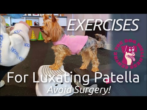 Video: Kā Fix Luxating Patella (Bad Knee) suņu bez operācijas