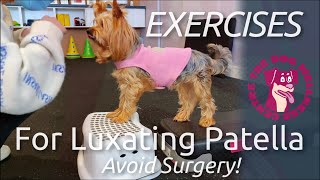 Exercises to Help Avoid Surgery for Luxating Patellas in Dogs by The Dog Wellness Centre 61,743 views 1 year ago 5 minutes, 4 seconds