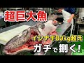 【衝撃映像】80kg超え超巨大イシナギをガチで捌いたらヤバすぎた！